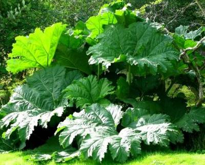 GUNNERA MANICATA